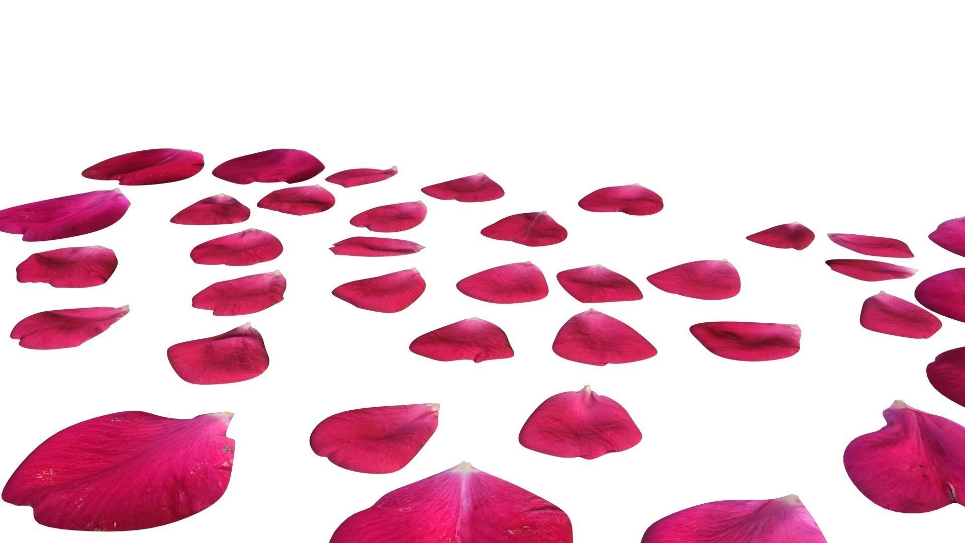 Rose Petals 3D model_6