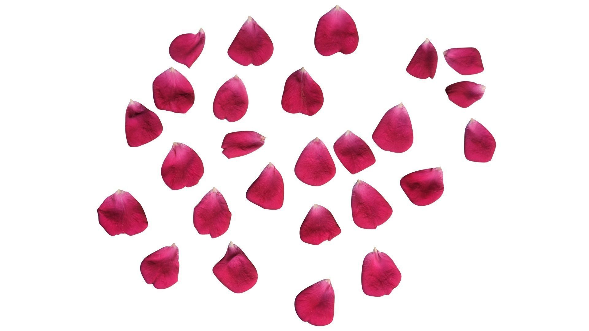 Rose Petals 3D model_3