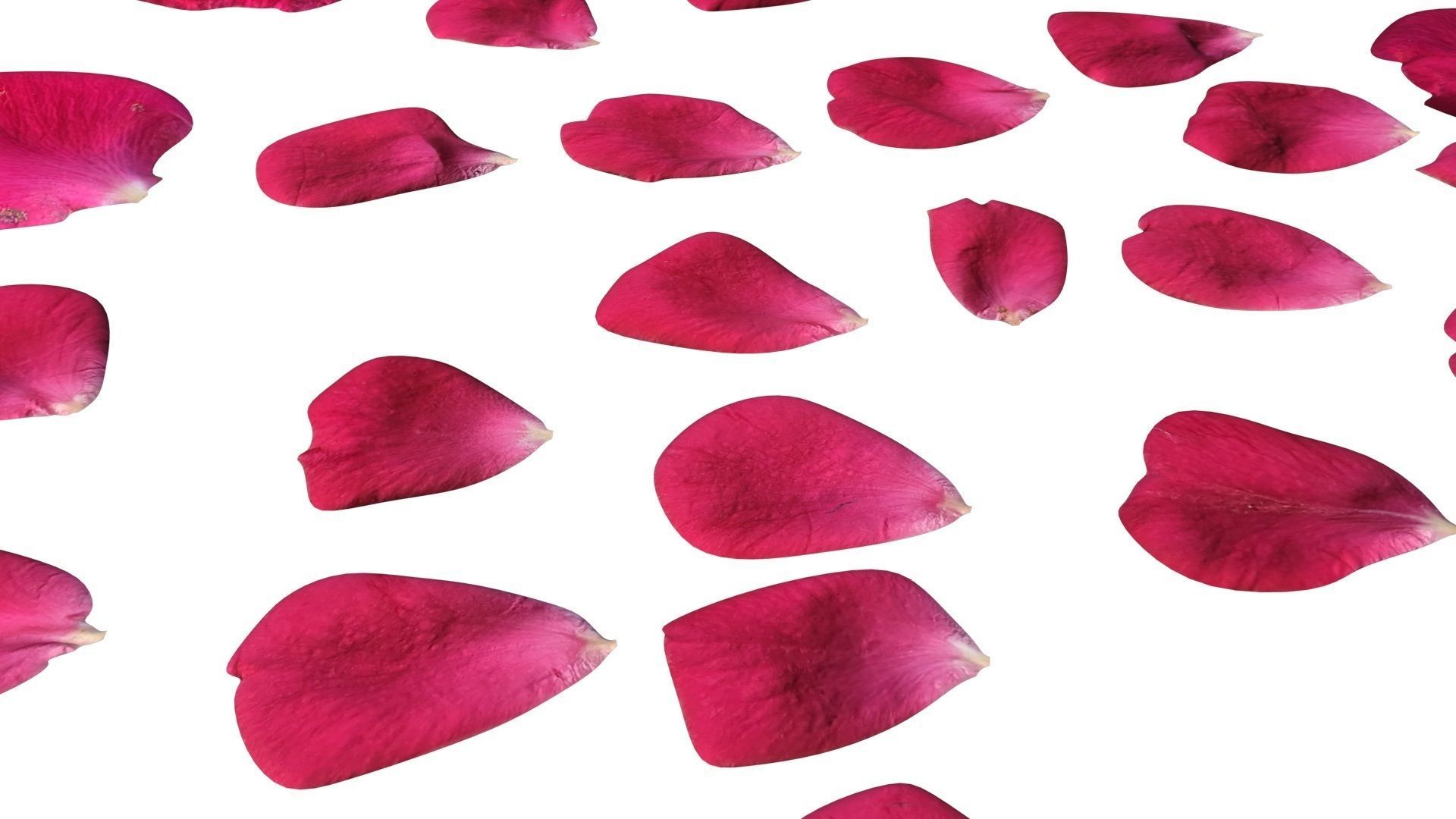 Rose Petals 3D model_15
