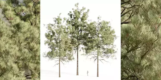pine trees collection vol 11-Blender