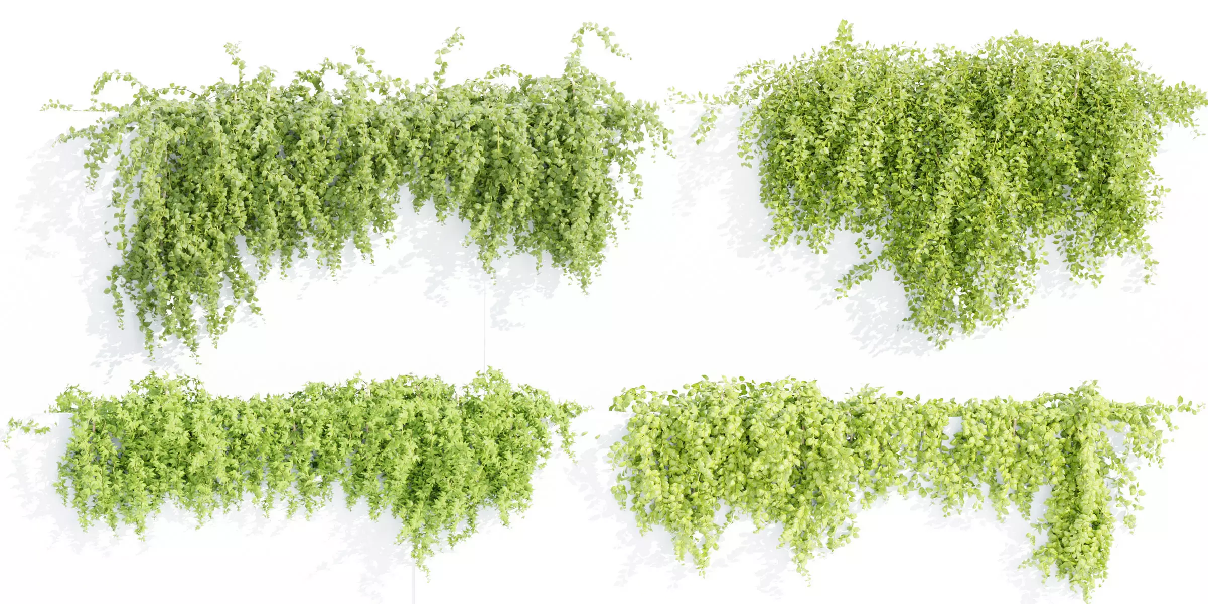 Hanging wall plants collection vol 56-Blender 3D model_0