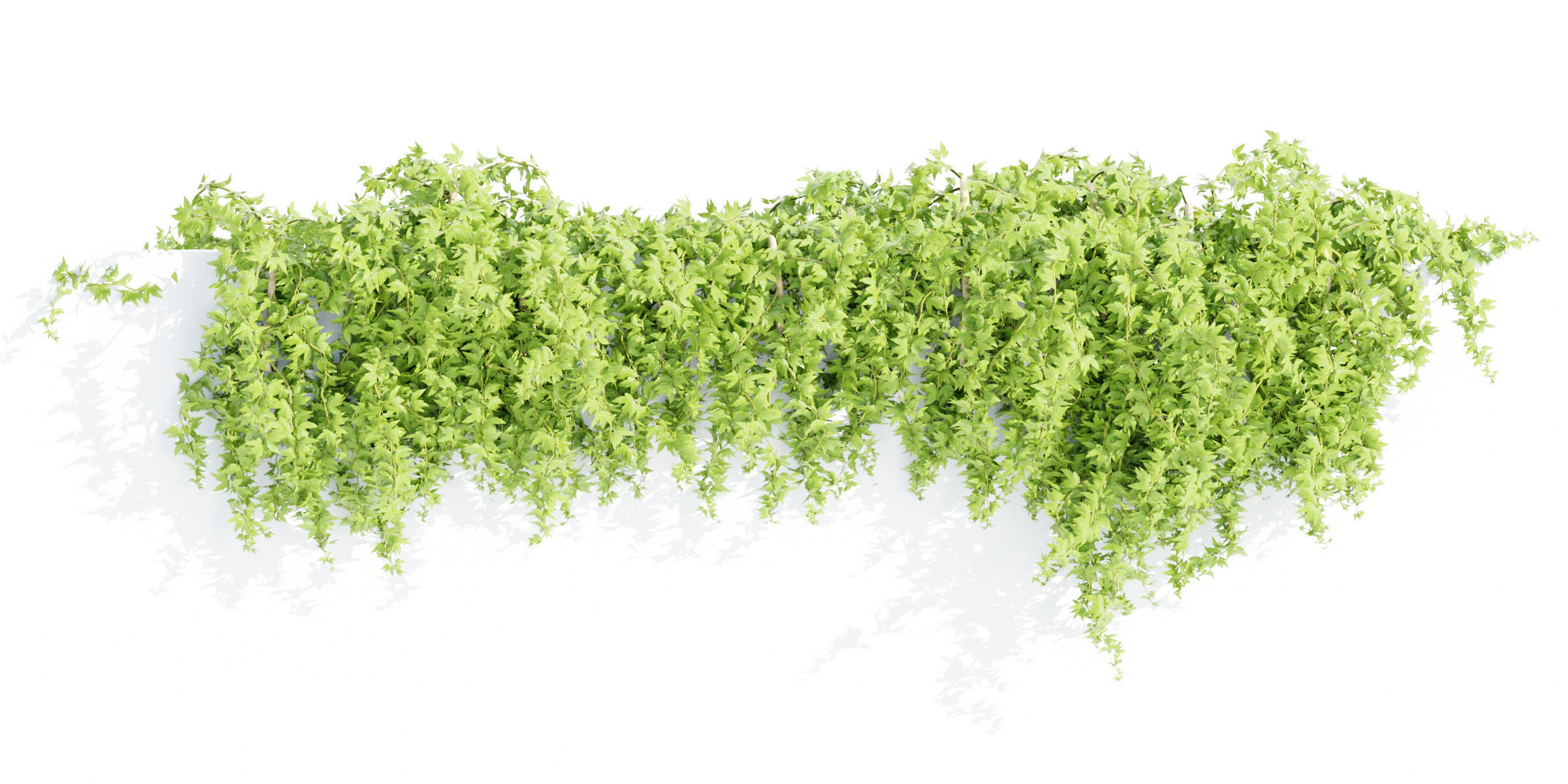 Hanging wall plants collection vol 56-Blender 3D model_3