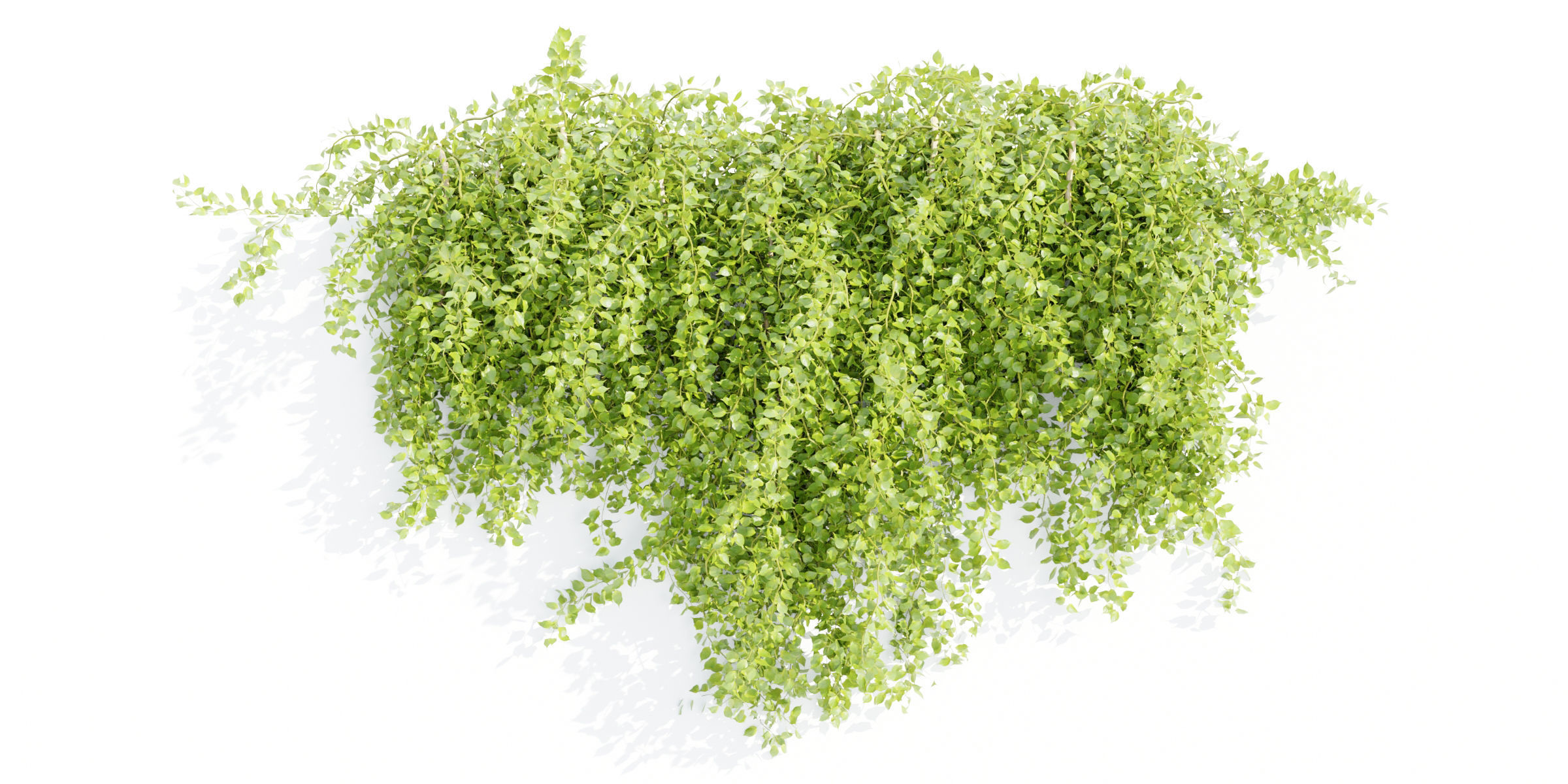 Hanging wall plants collection vol 56-Blender 3D model_4