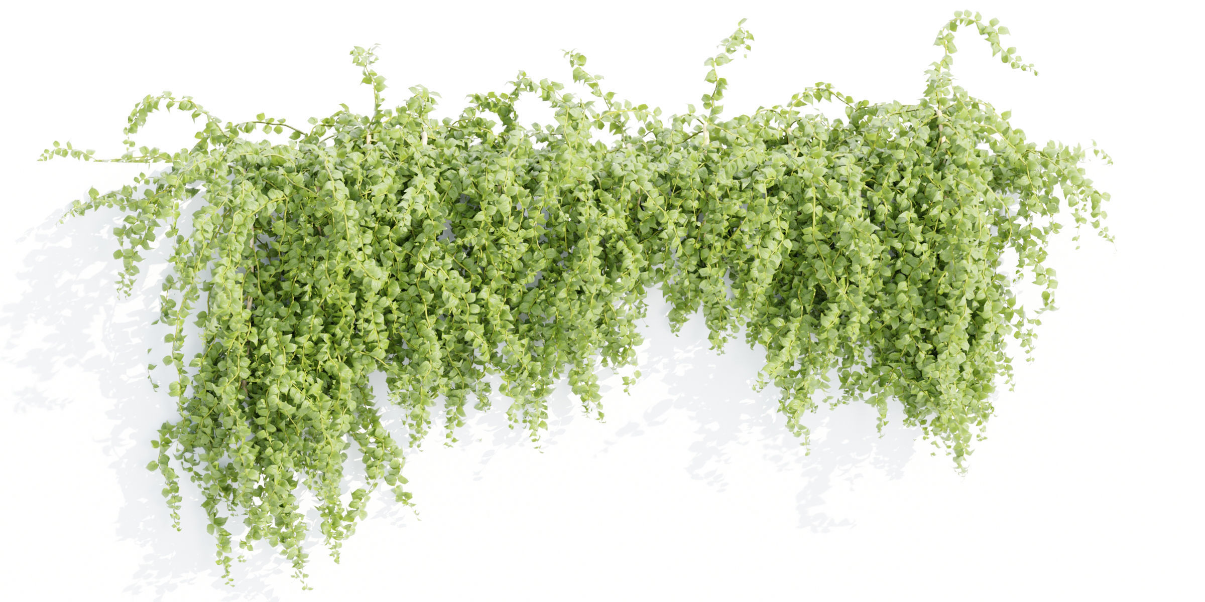 Hanging wall plants collection vol 56-Blender 3D model_2