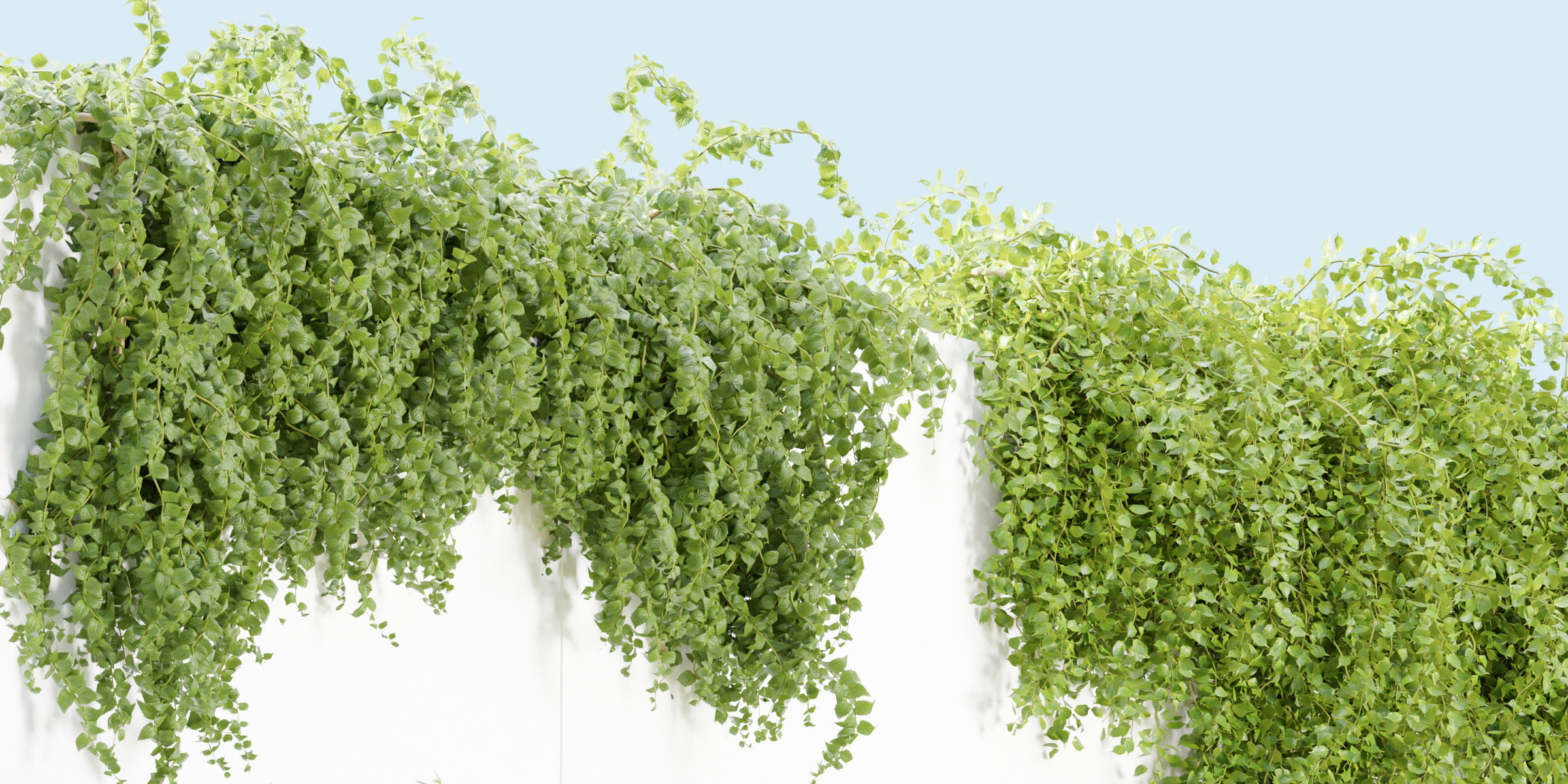 Hanging wall plants collection vol 56-Blender 3D model_1