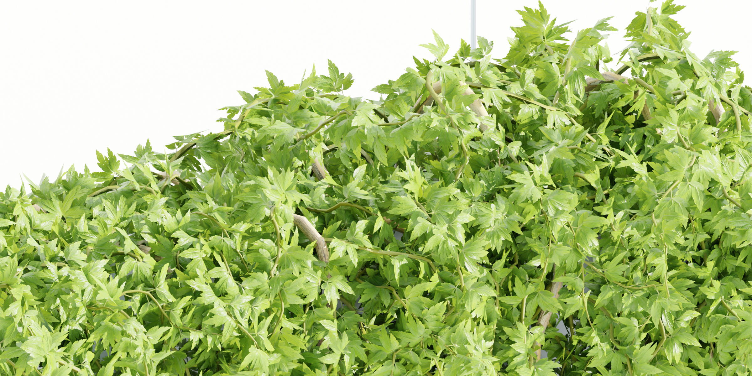 Hanging wall plants collection vol 56-Blender 3D model_8