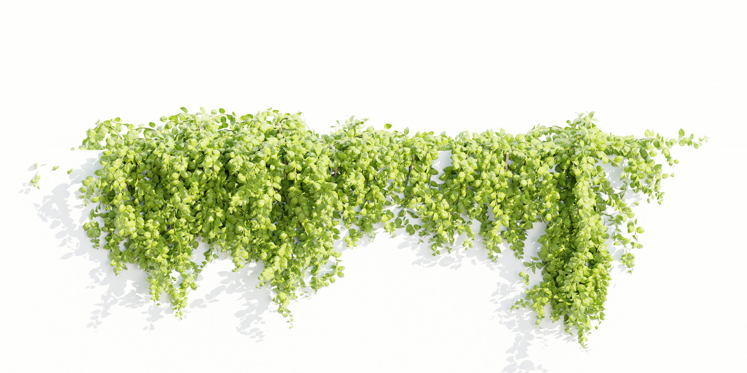 Hanging wall plants collection vol 56-Blender 3D model_5