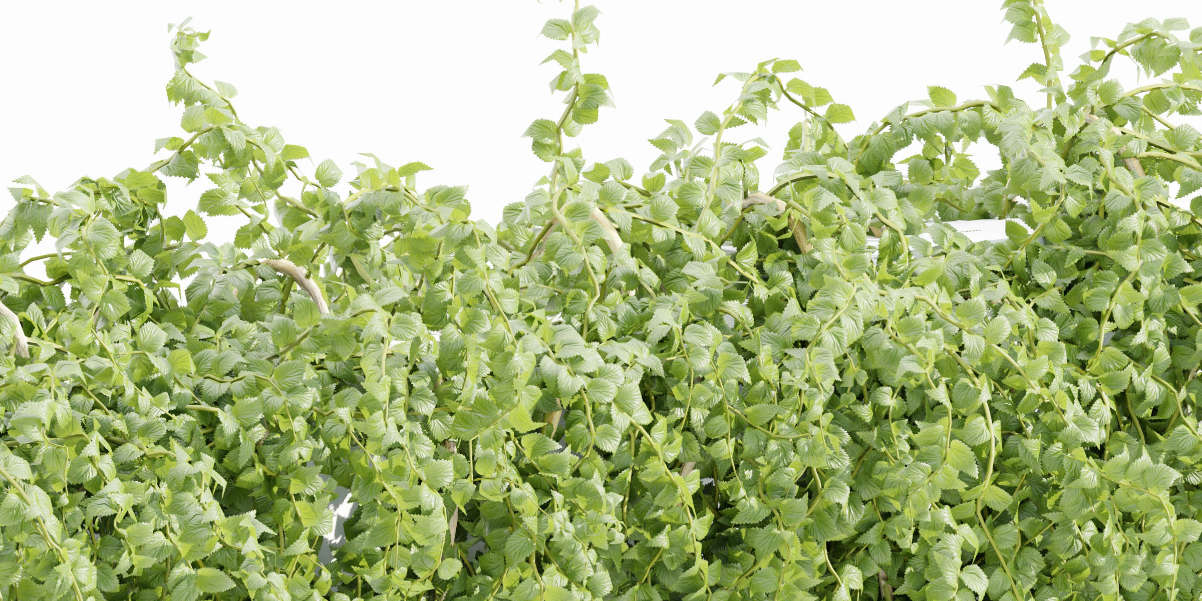 Hanging wall plants collection vol 56-Blender 3D model_7