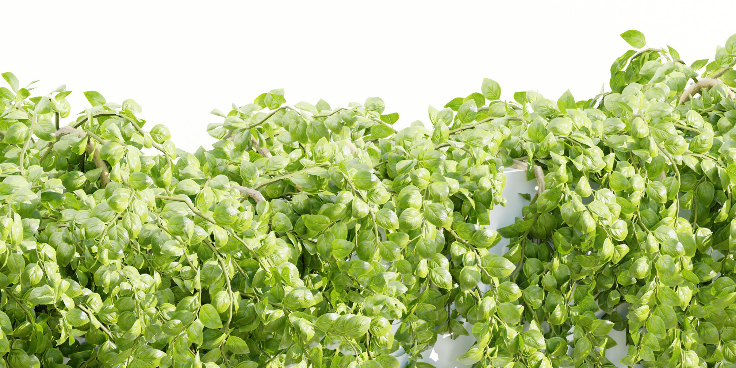 Hanging wall plants collection vol 56-Blender 3D model_6