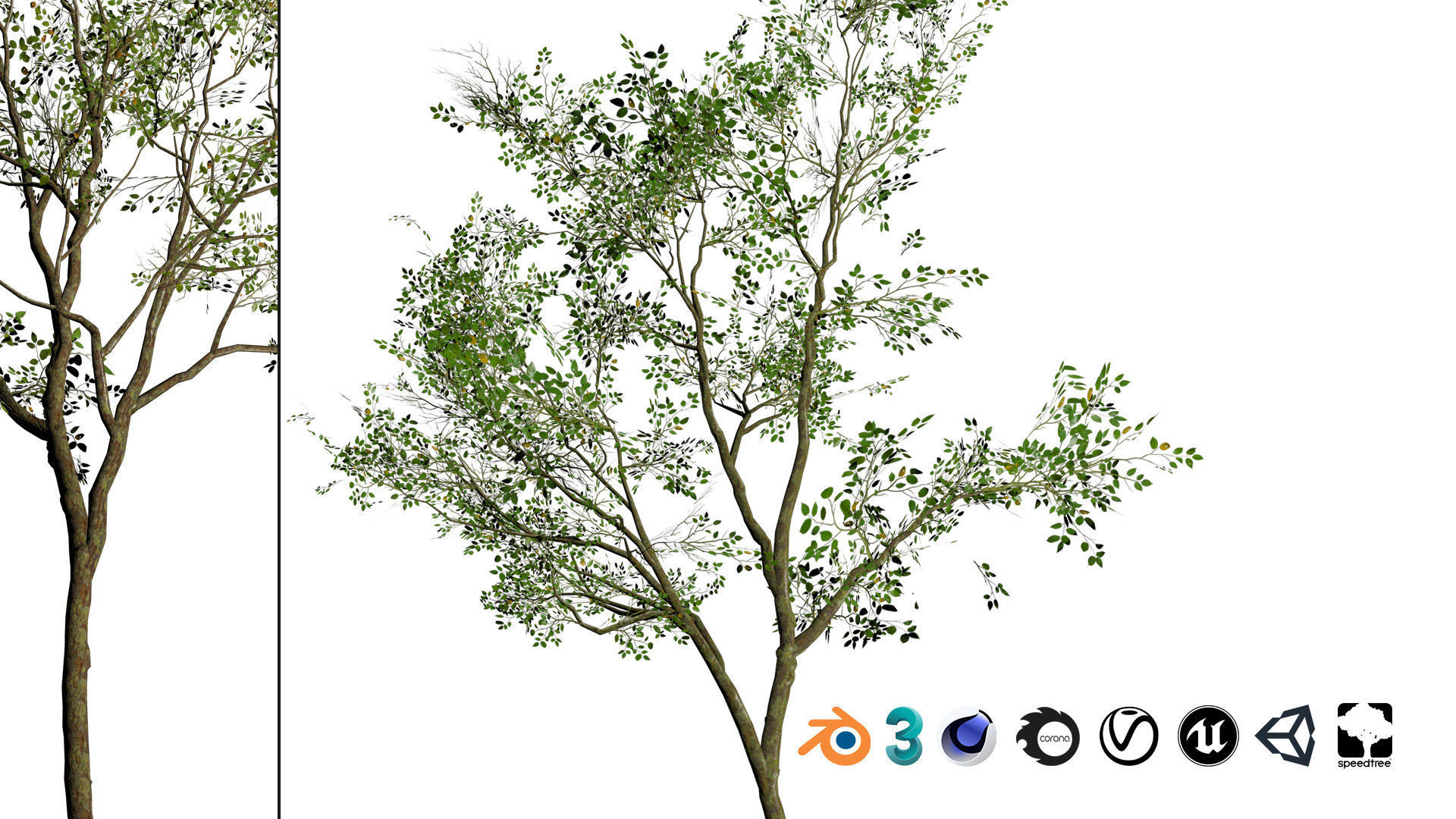 Sliver Birch Tree 3D Model Low-poly 3D model_2