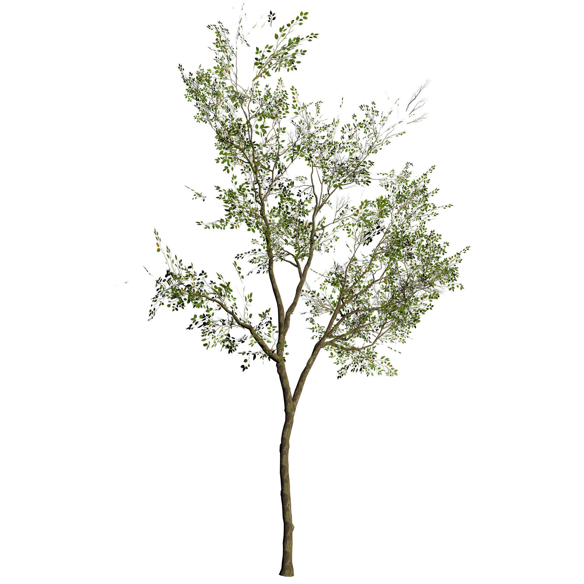 Sliver Birch Tree 3D Model Low-poly 3D model_3