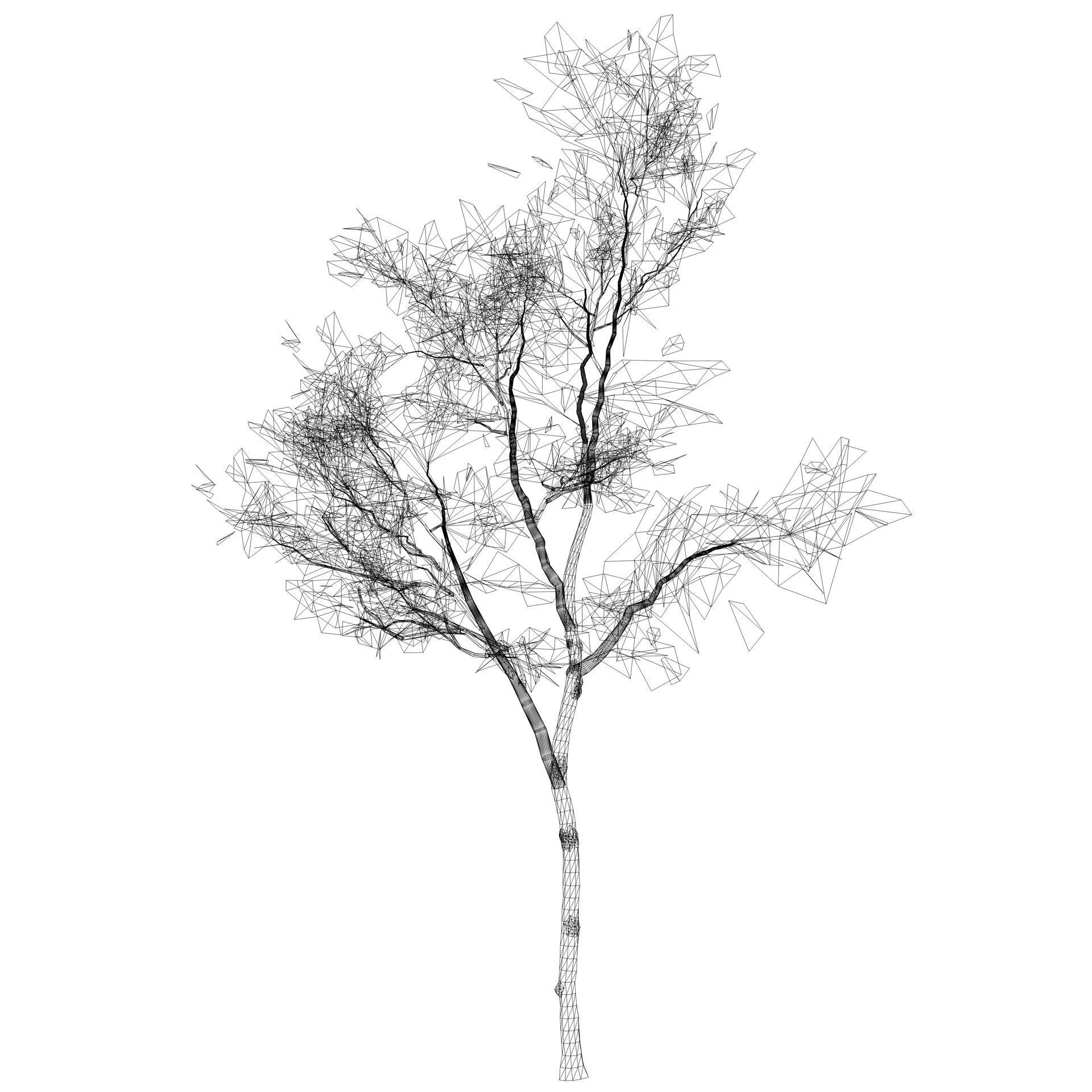 Sliver Birch Tree 3D Model Low-poly 3D model_5