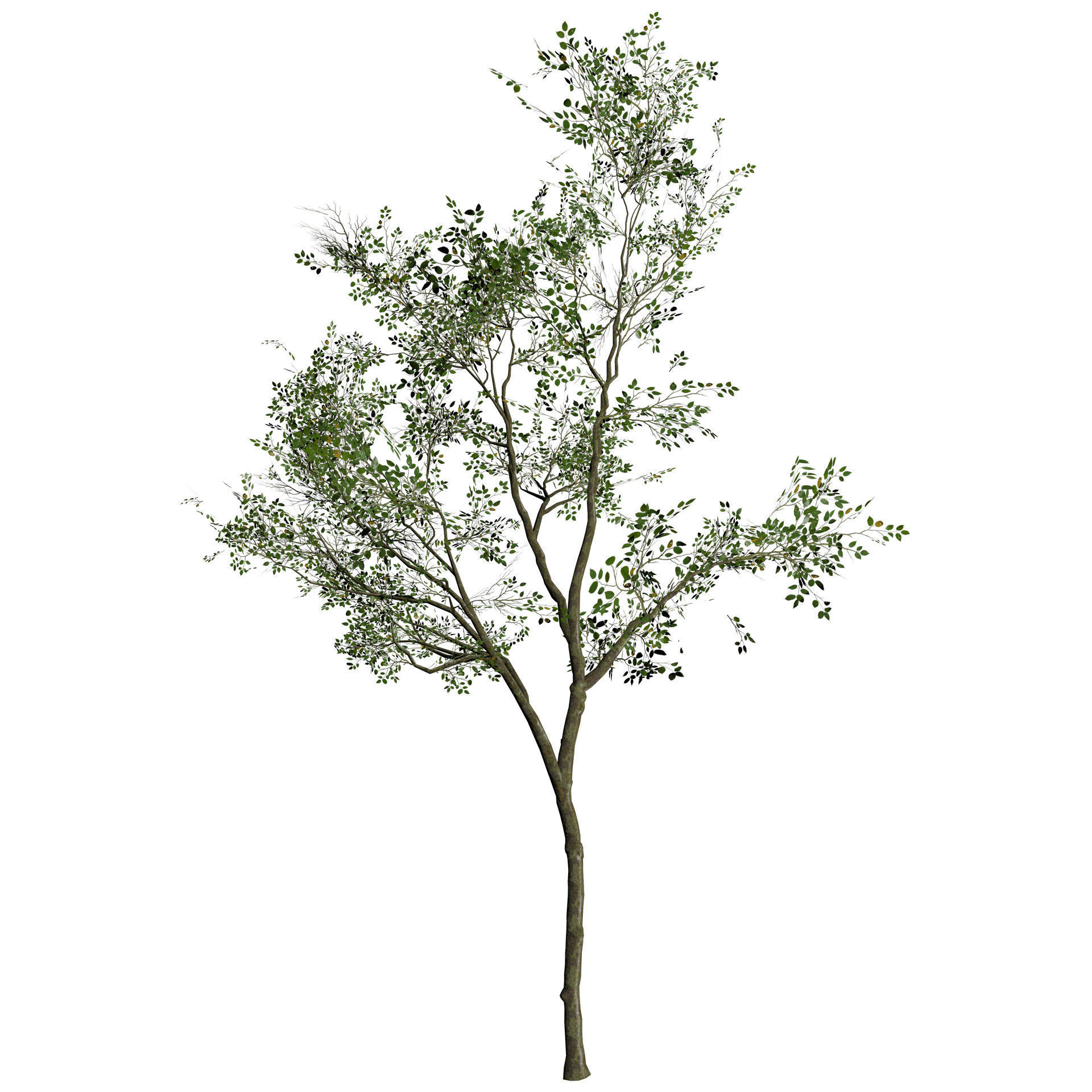 Sliver Birch Tree 3D Model Low-poly 3D model_6