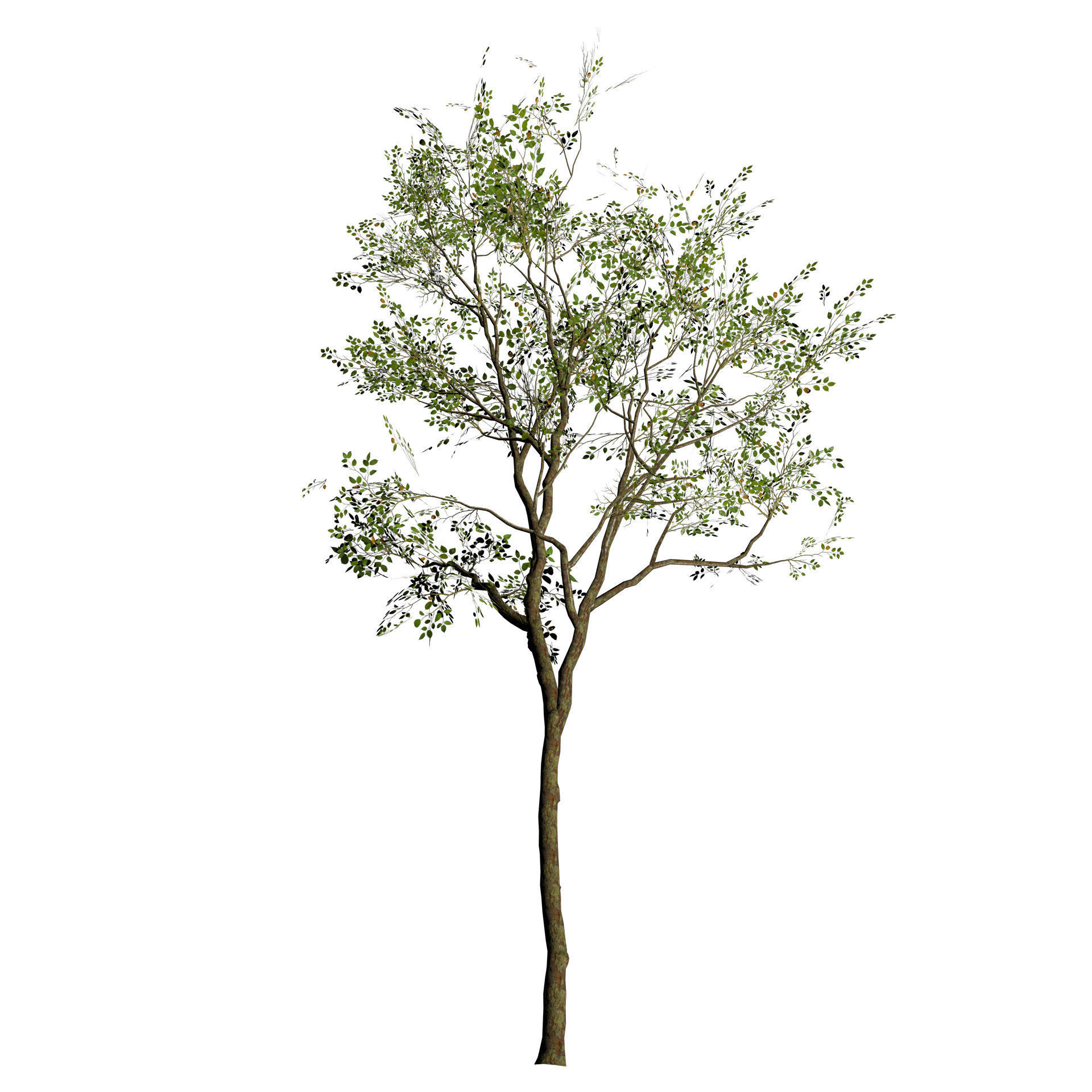 Sliver Birch Tree 3D Model Low-poly 3D model_4