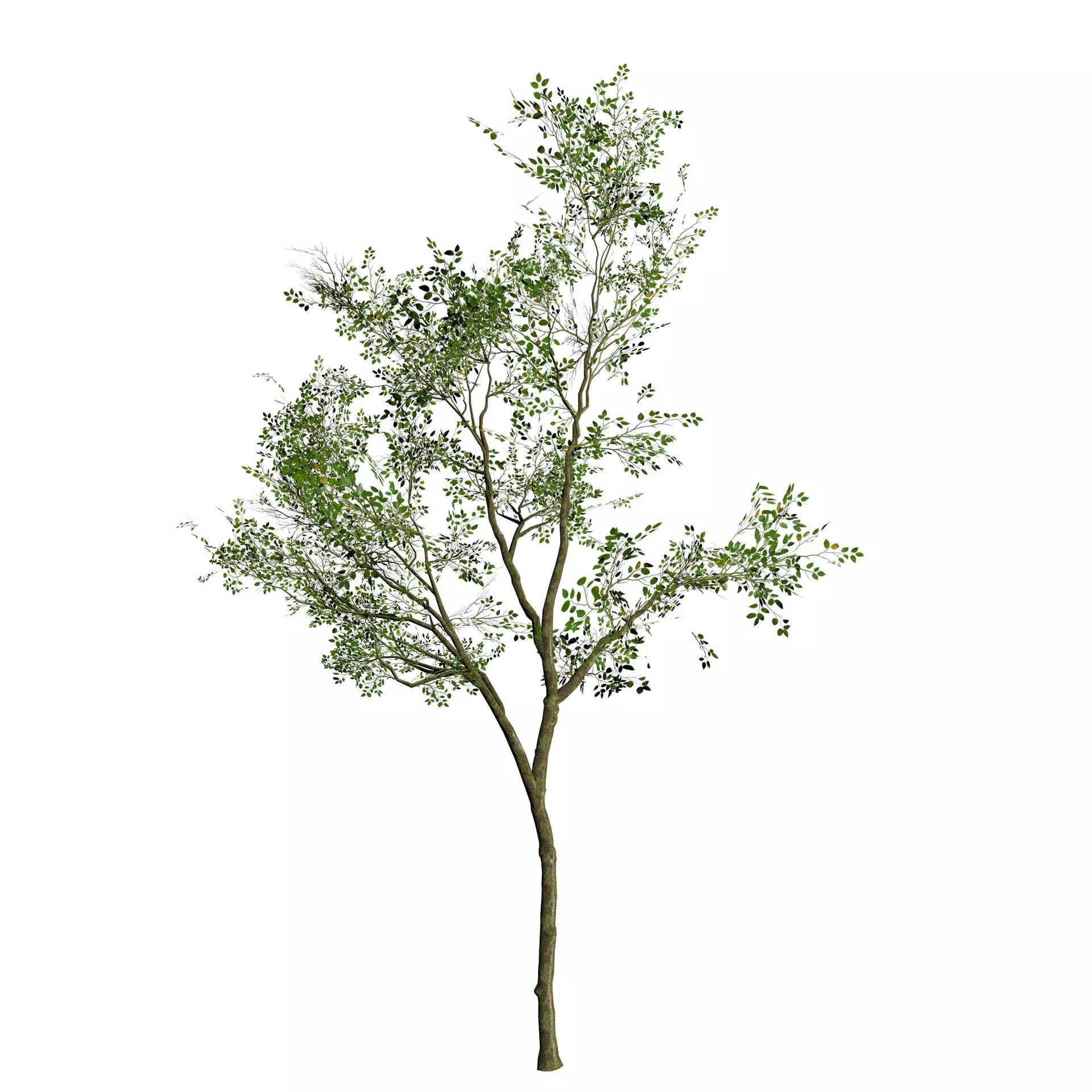 Sliver Birch Tree 3D Model Low-poly 3D model_0