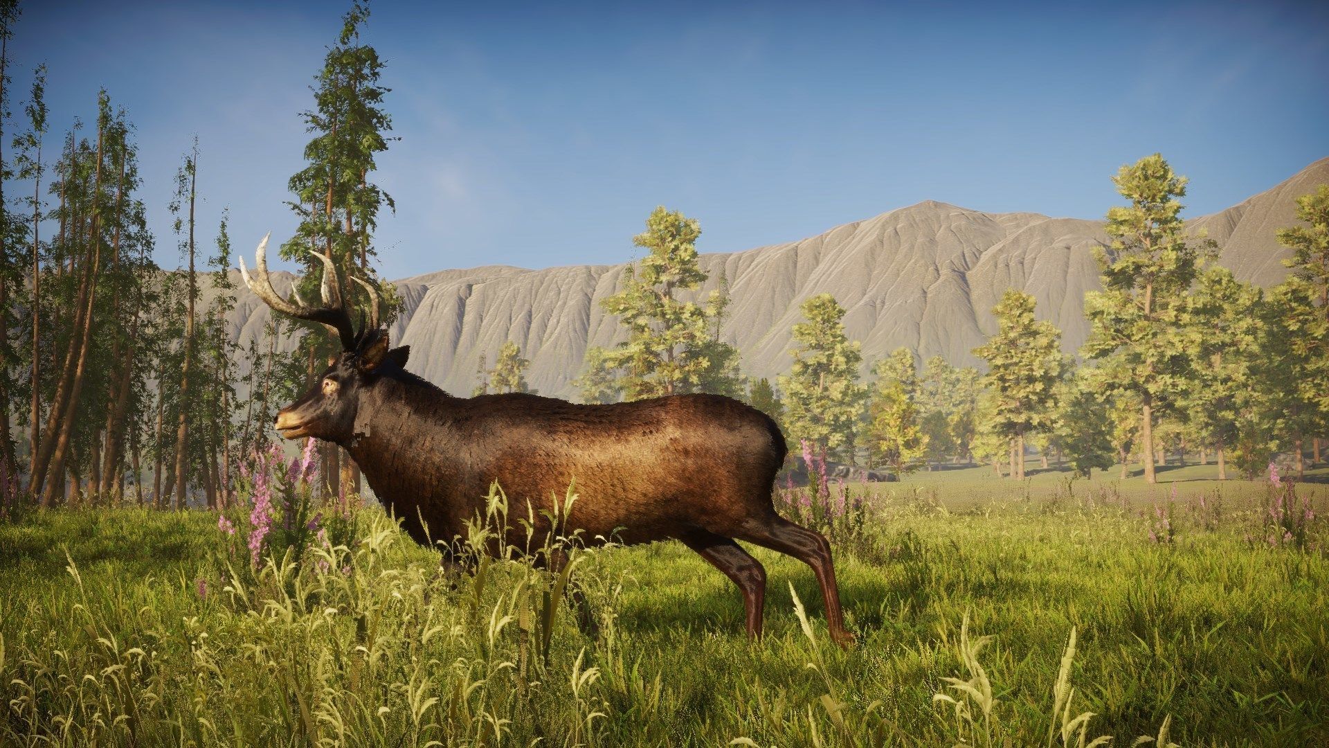 Realistic Deer-Stag Low-poly 3D model_25