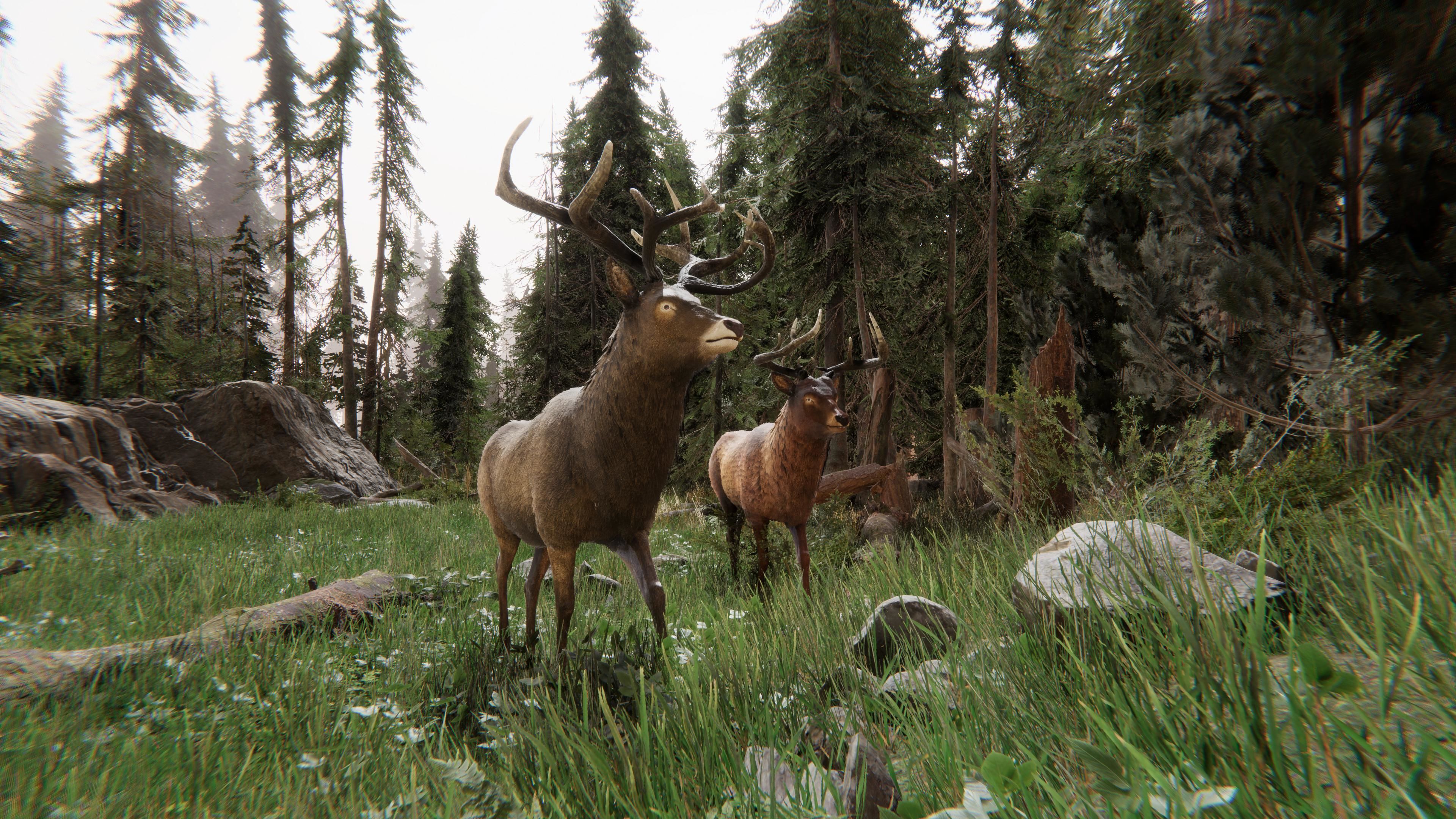 Realistic Deer-Stag Low-poly 3D model_5