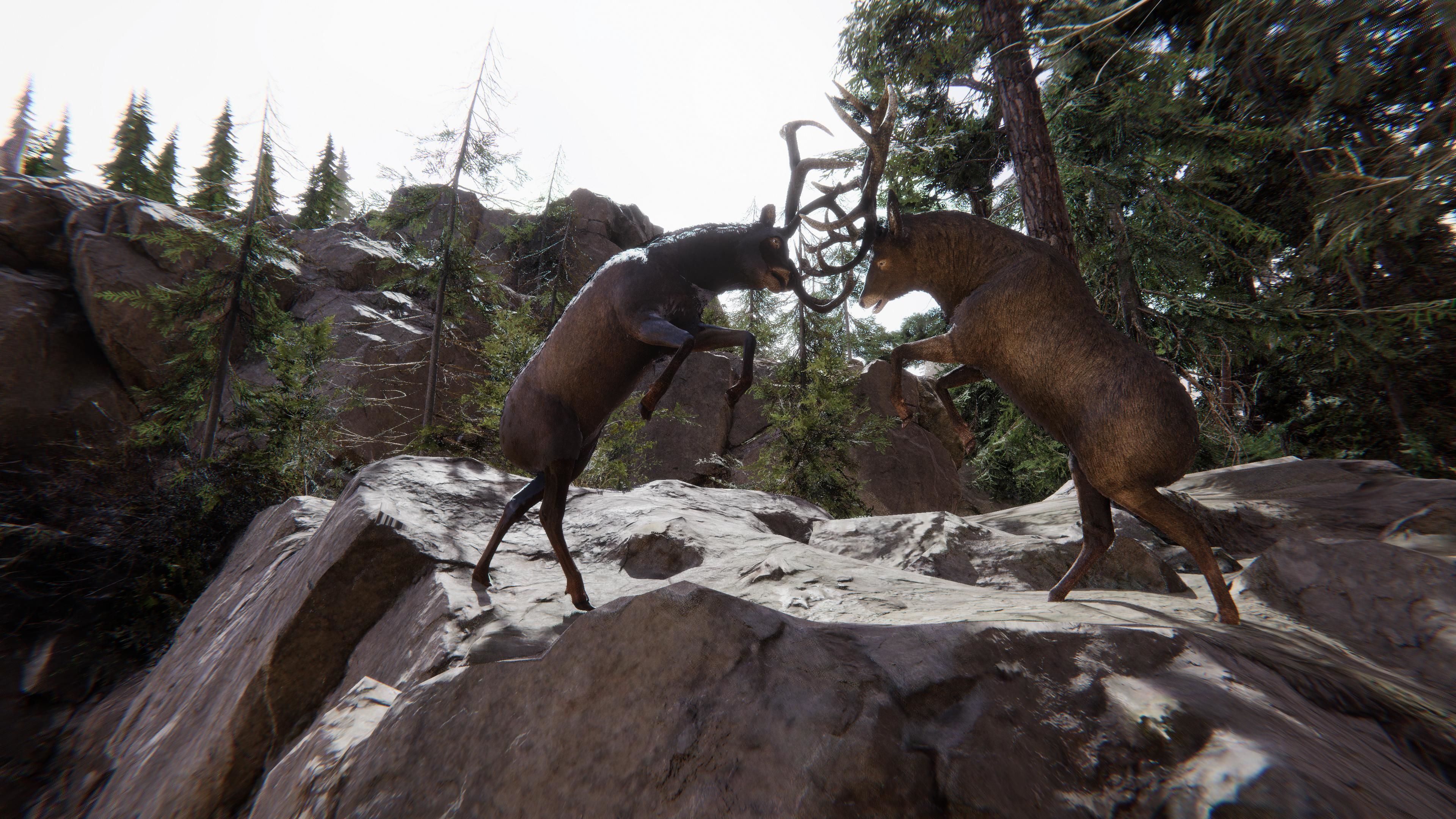 Realistic Deer-Stag Low-poly 3D model_13