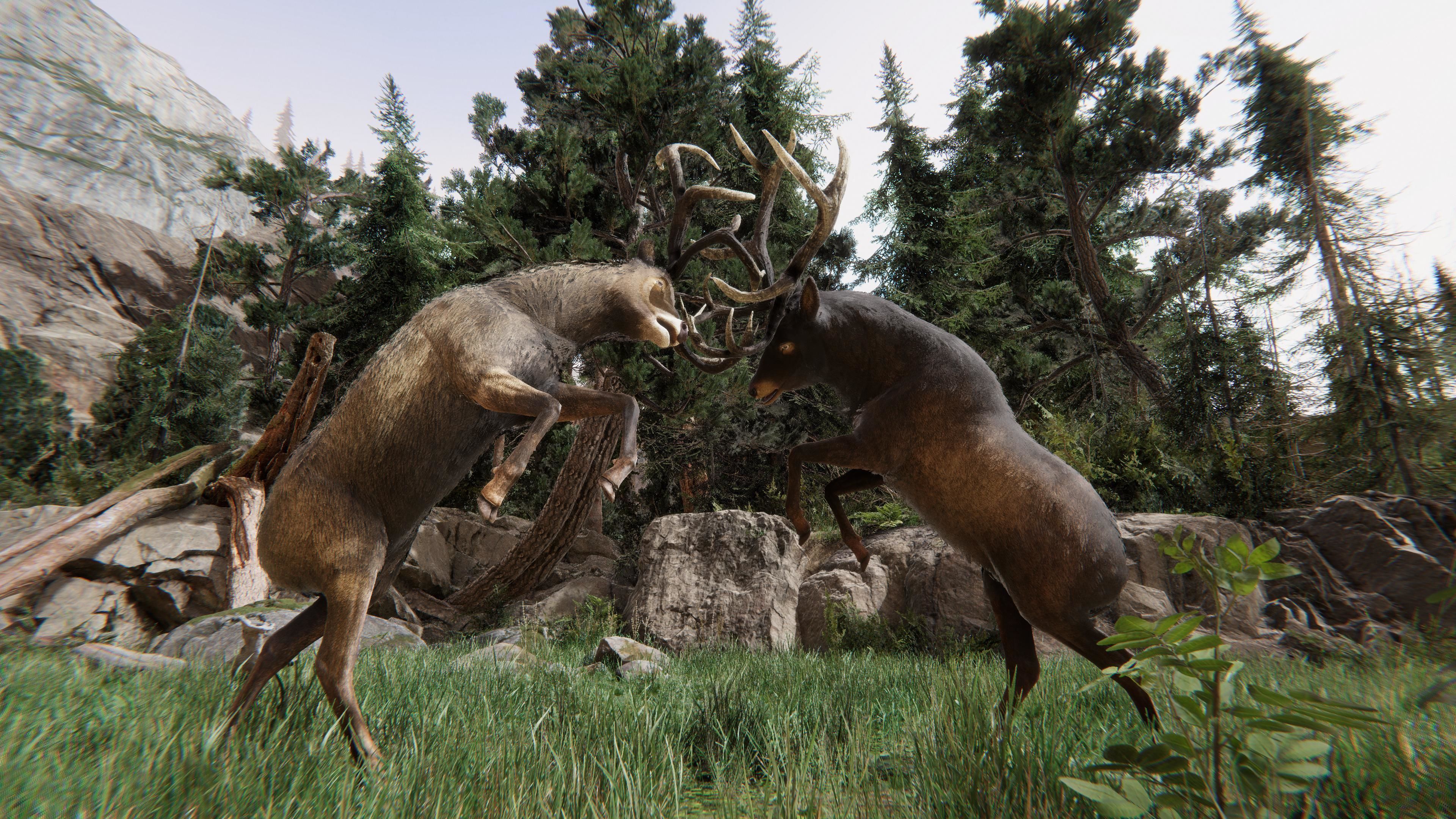 Realistic Deer-Stag Low-poly 3D model_11