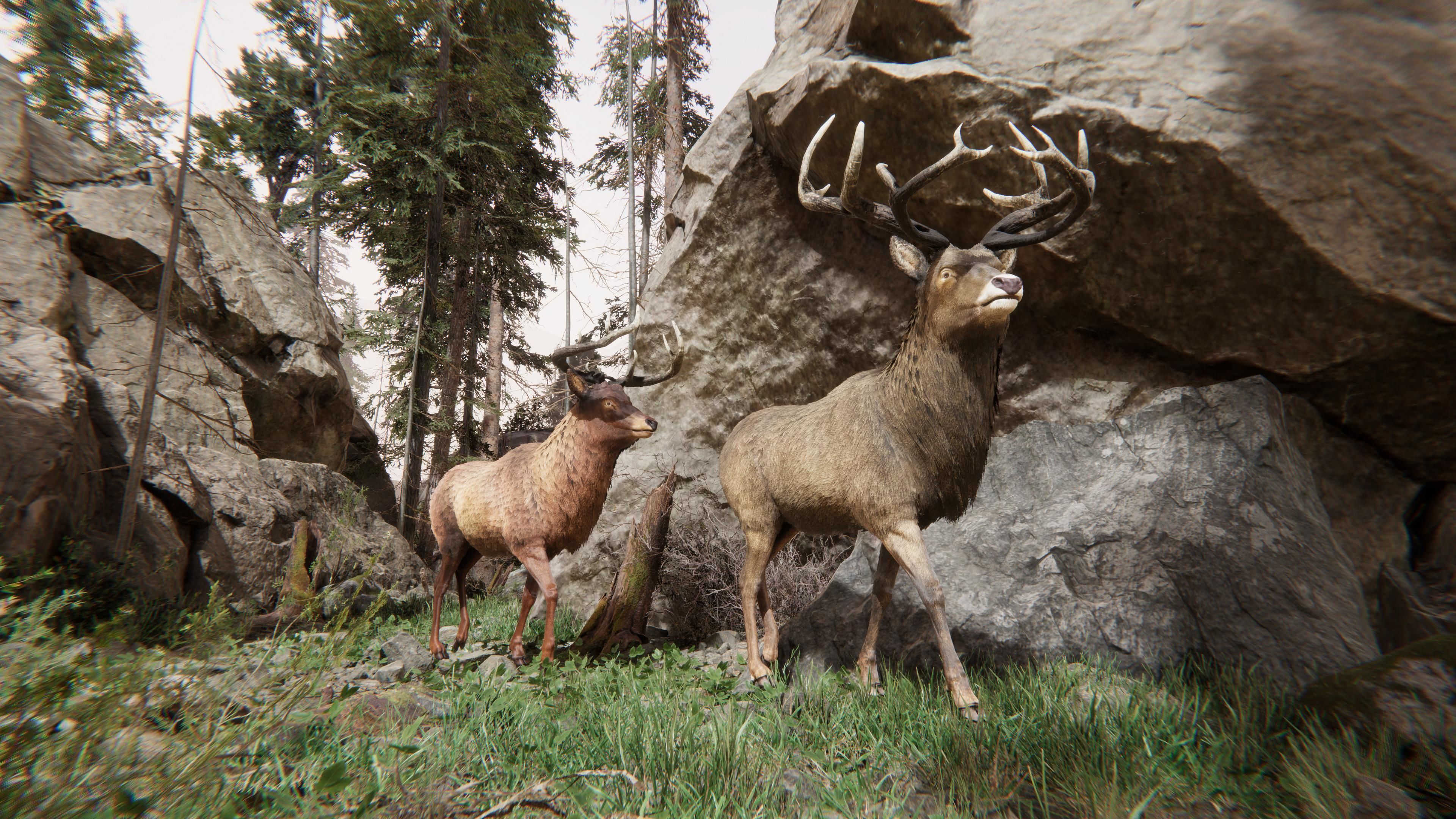 Realistic Deer-Stag Low-poly 3D model_4