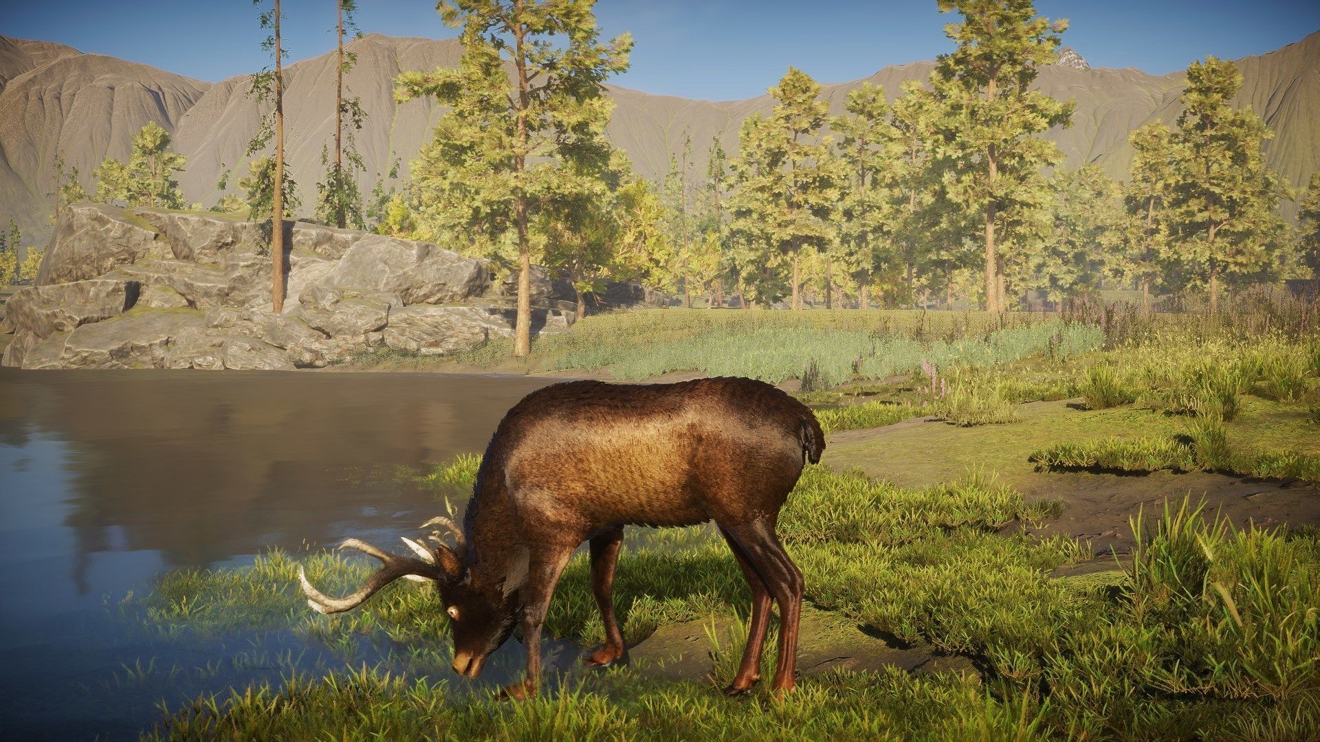 Realistic Deer-Stag Low-poly 3D model_23