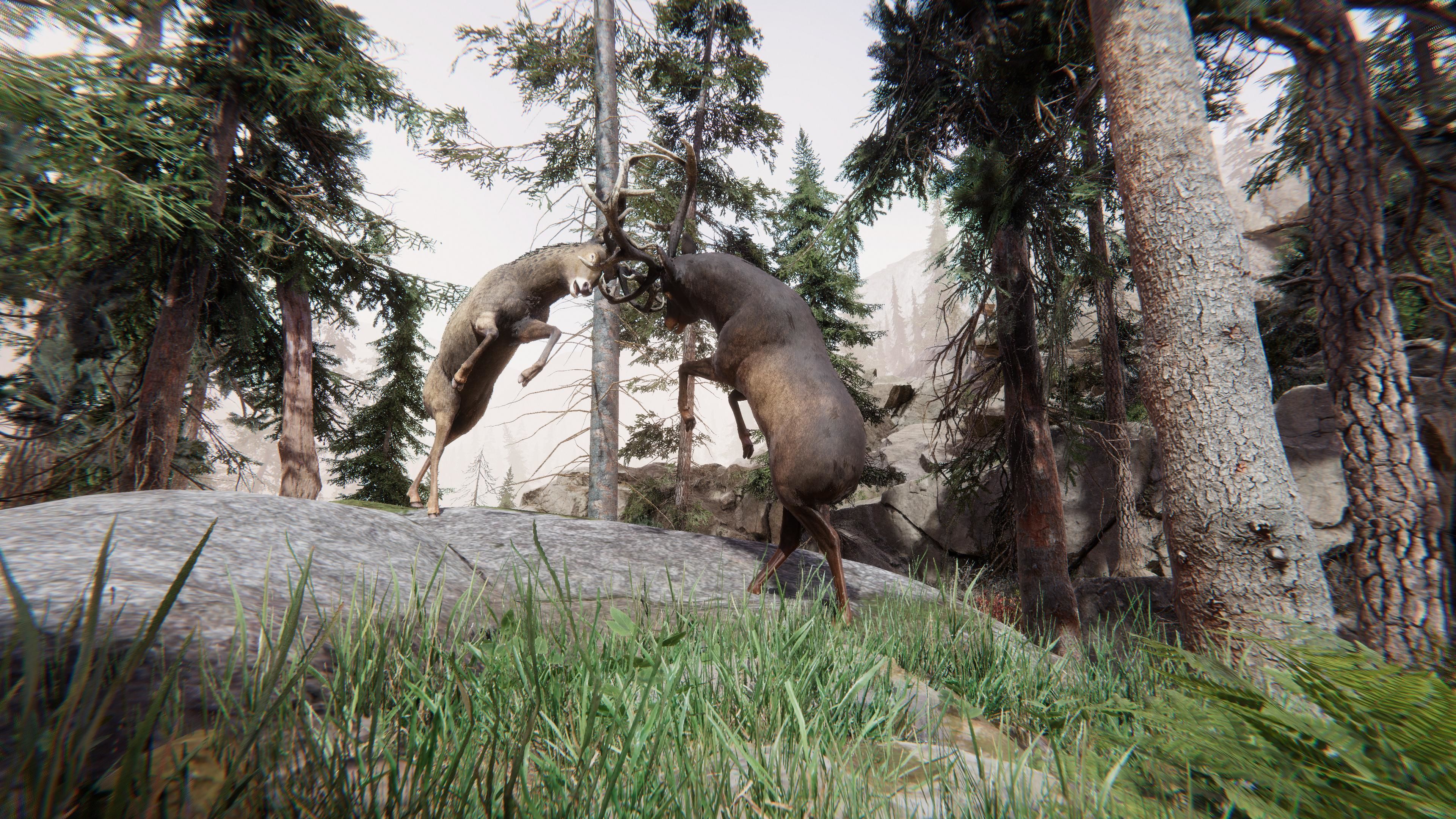 Realistic Deer-Stag Low-poly 3D model_12