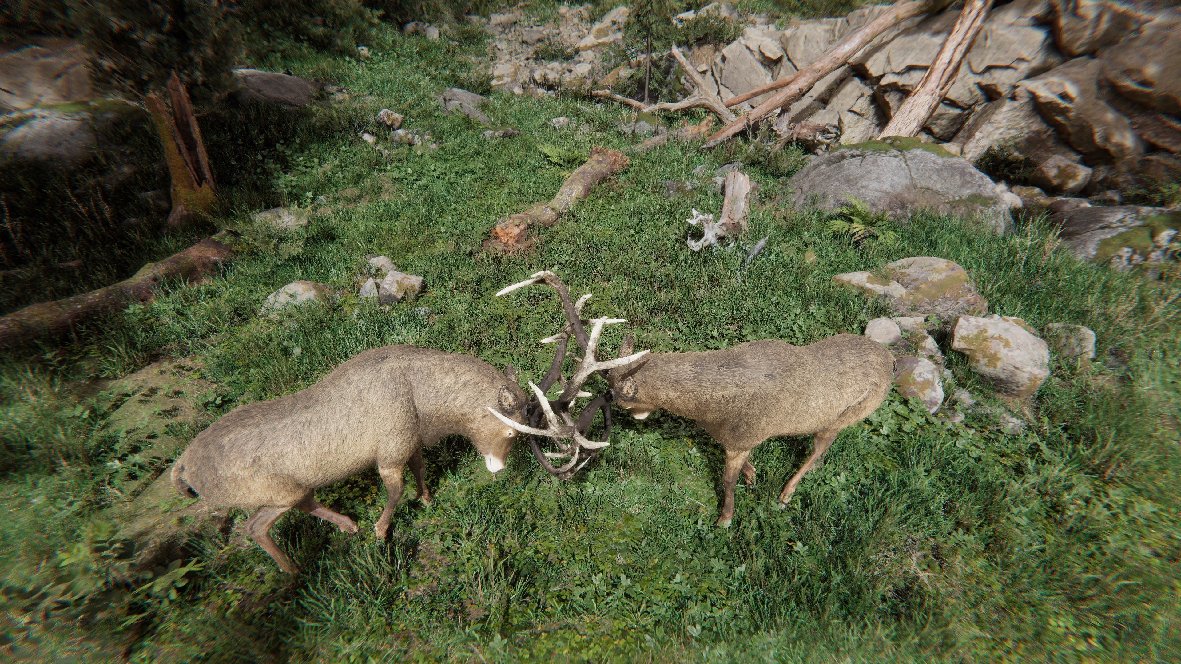 Realistic Deer-Stag Low-poly 3D model_9