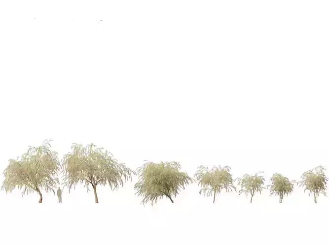 Burgundy Myrtle - Burgundy Willow Myrtle