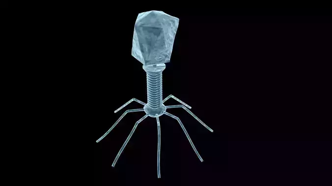 Bacteriophage