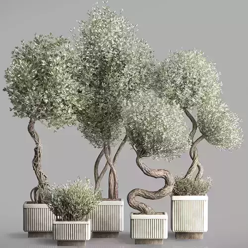 Olive Trees Set -16 3D model