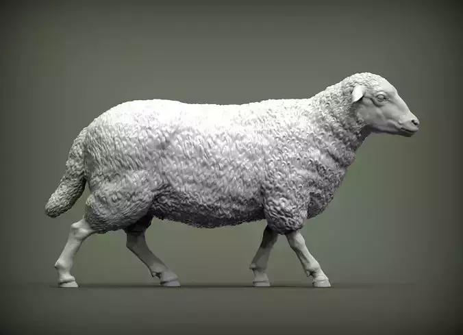 walking sheep