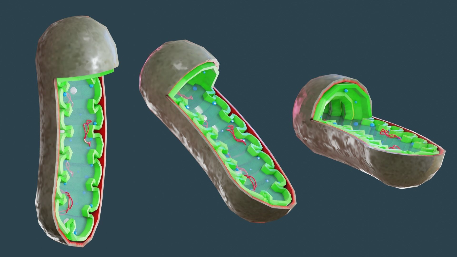 MITOCHONDRIA Low-poly 3D model_7