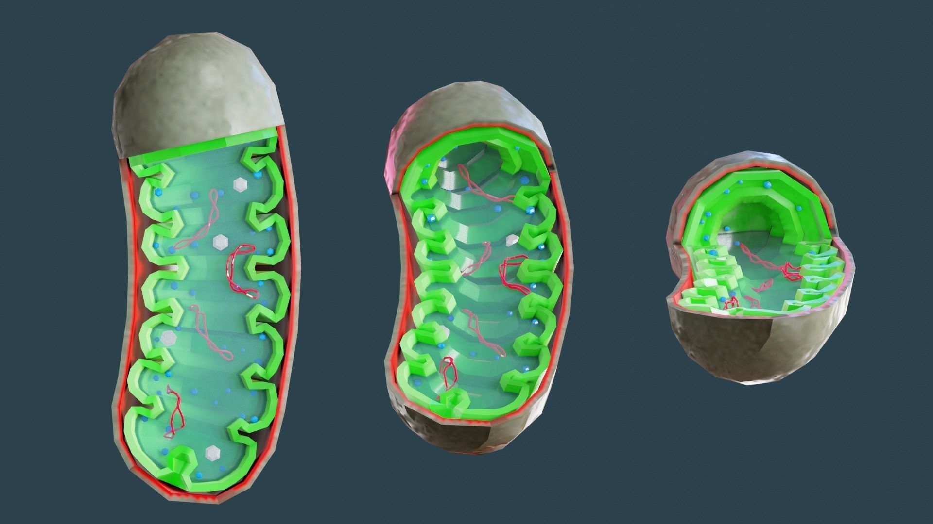 MITOCHONDRIA Low-poly 3D model_3