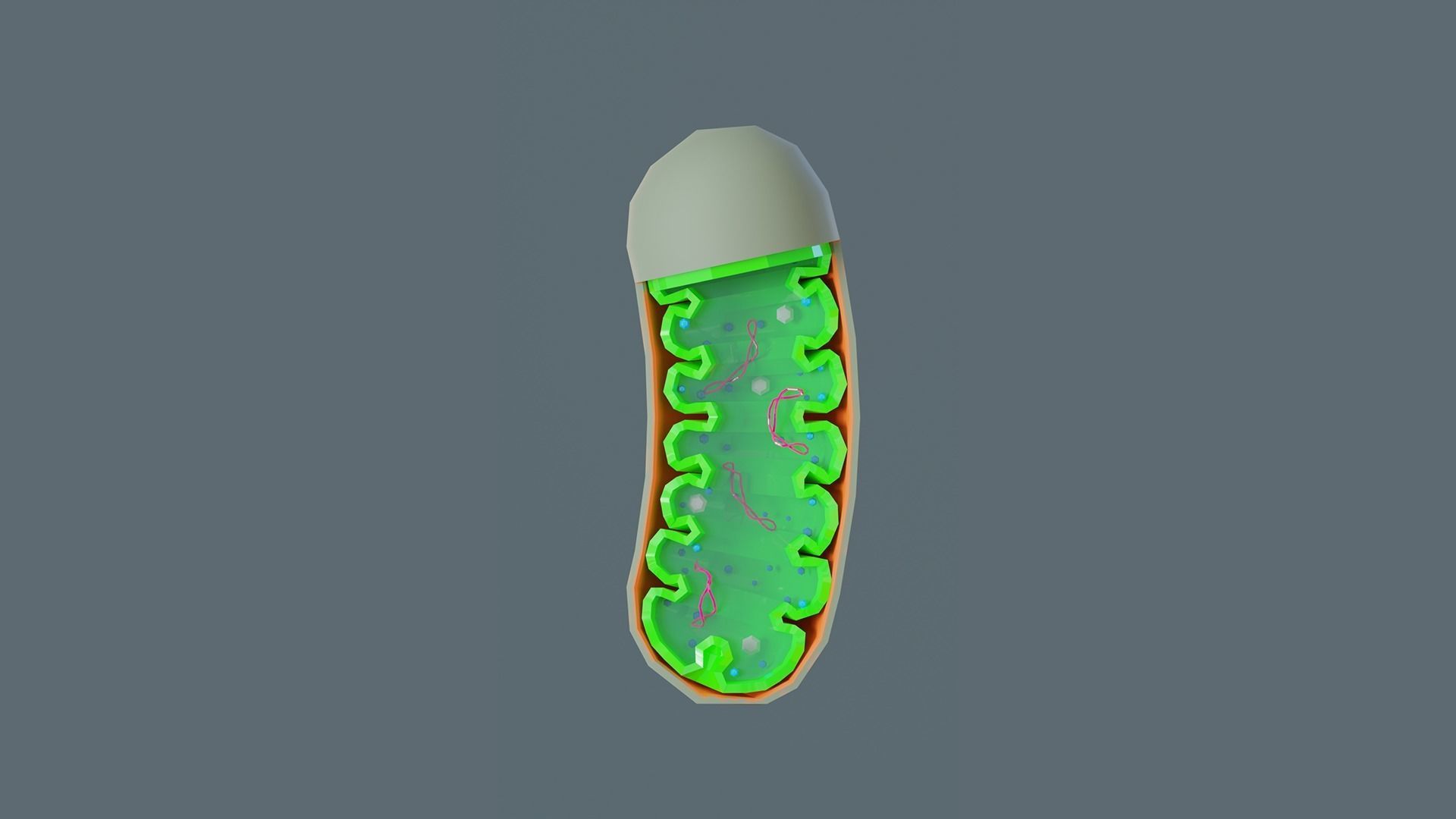 MITOCHONDRIA Low-poly 3D model_2