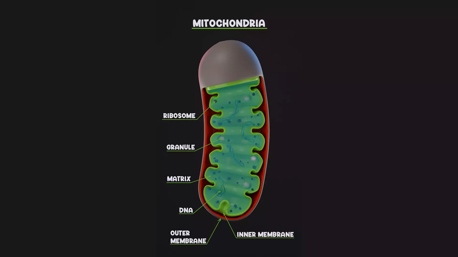 MITOCHONDRIA Low-poly 3D model_0