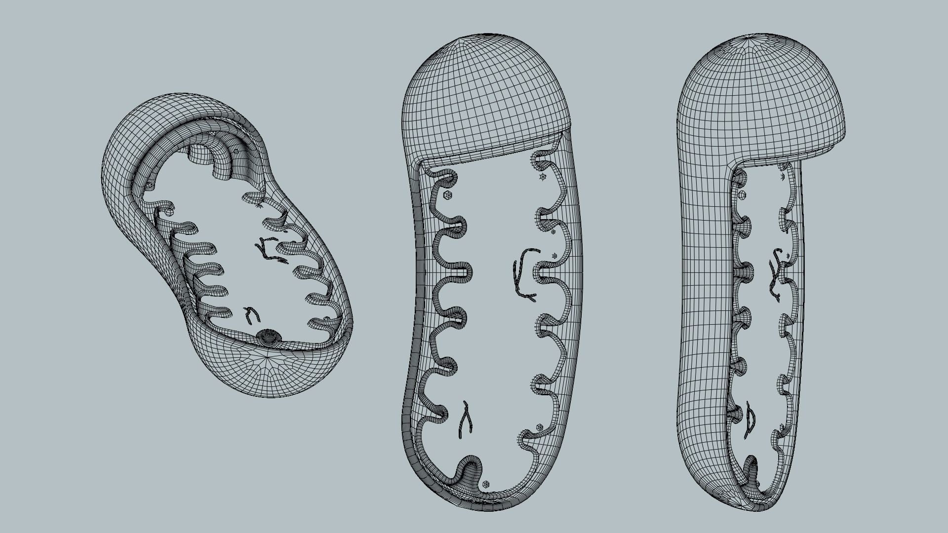 MITOCHONDRIA Low-poly 3D model_5