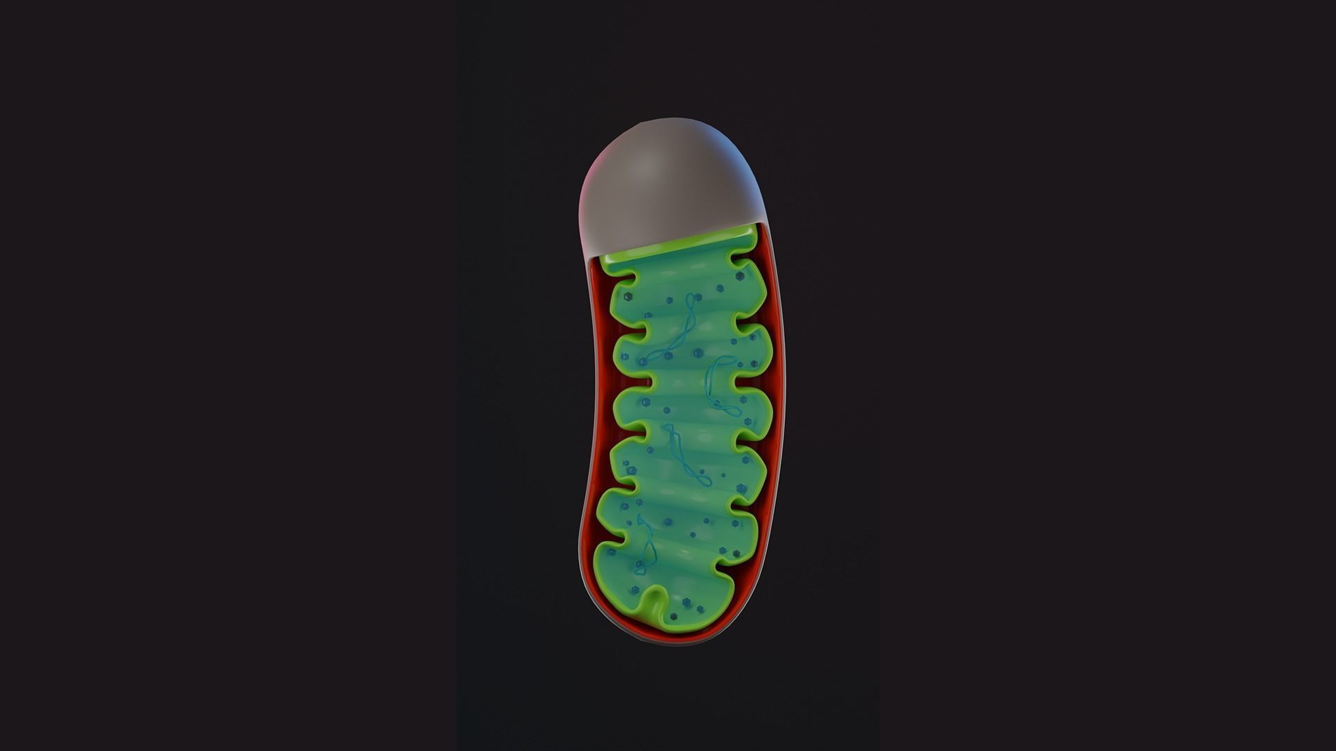 MITOCHONDRIA Low-poly 3D model_1