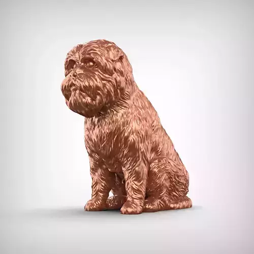 Affenpinscher Dog 3D Print Model Pose 04 3D print model