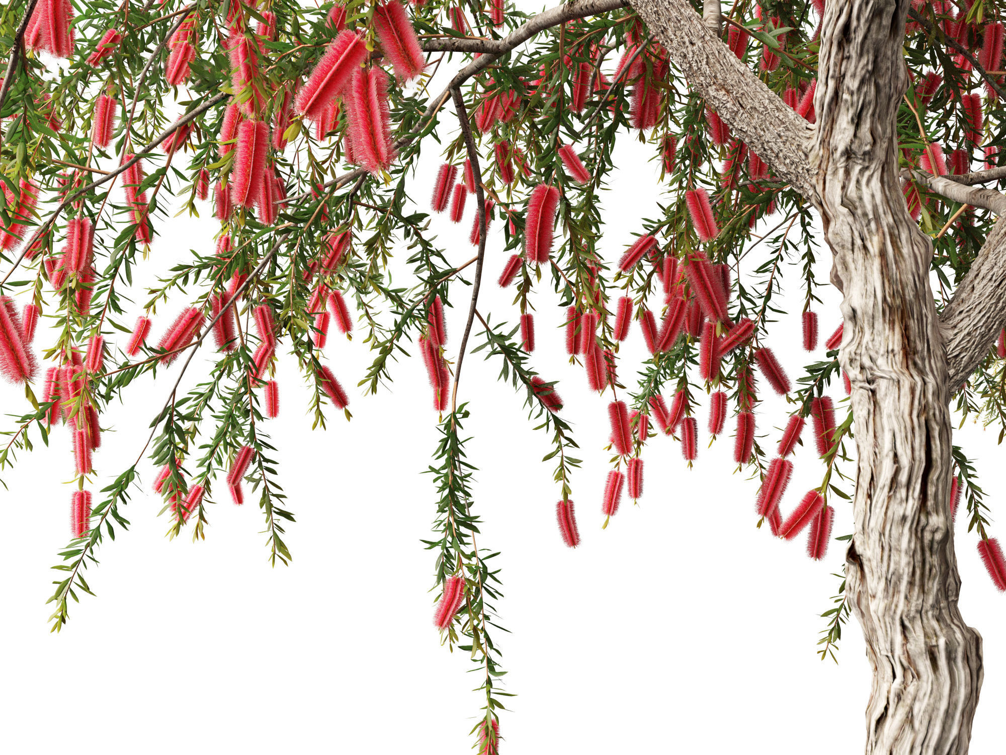 Callistemon endeavour - Bottlebrush 3D model_3