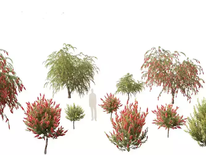 Callistemon endeavour - Bottlebrush 3D model