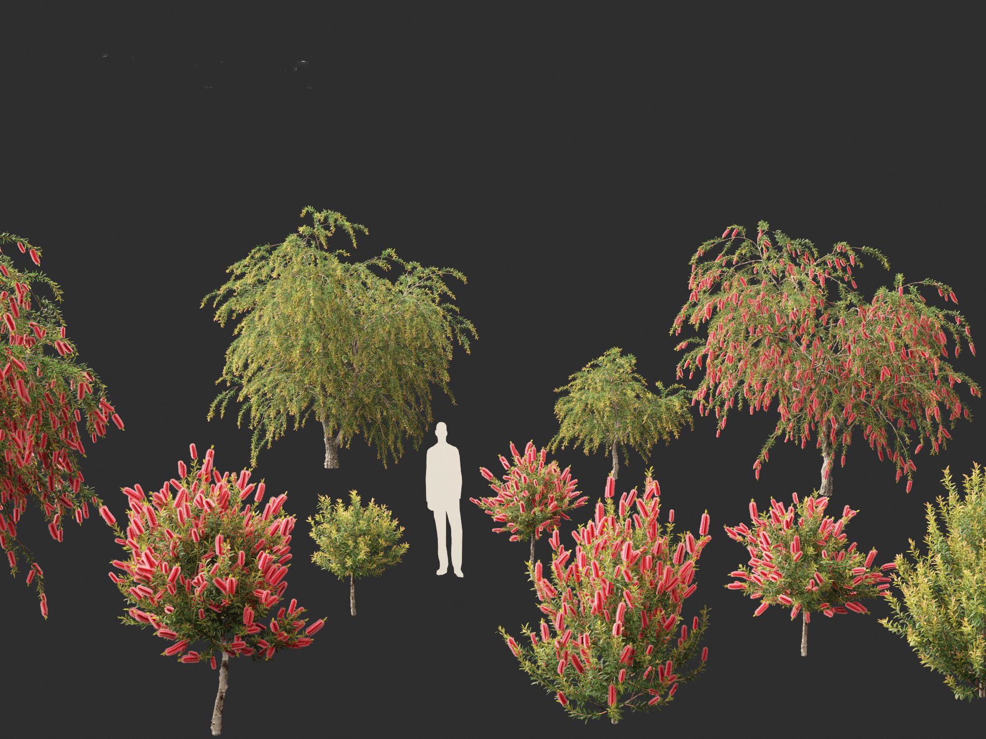 Callistemon endeavour - Bottlebrush 3D model_2