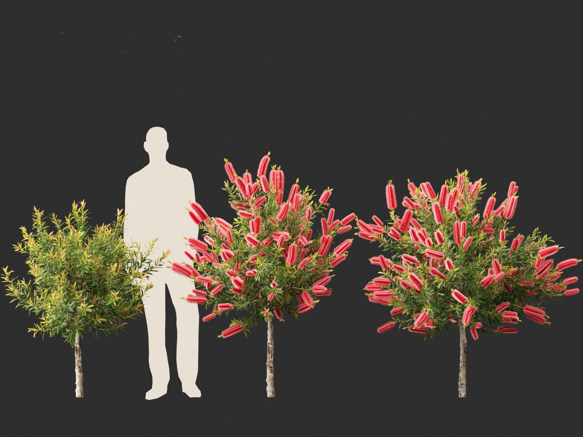 Callistemon endeavour - Bottlebrush 3D model_7