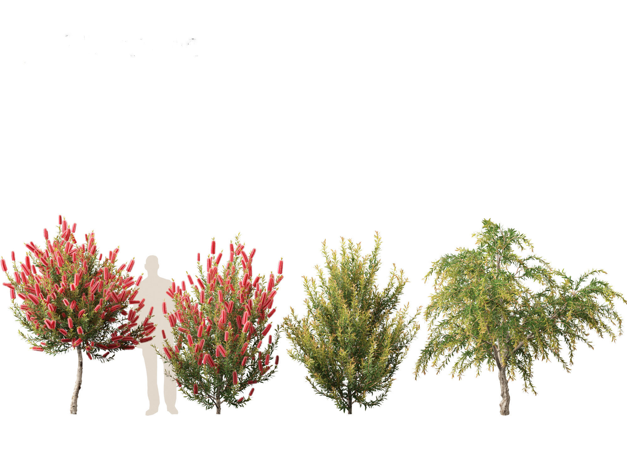 Callistemon endeavour - Bottlebrush 3D model_8