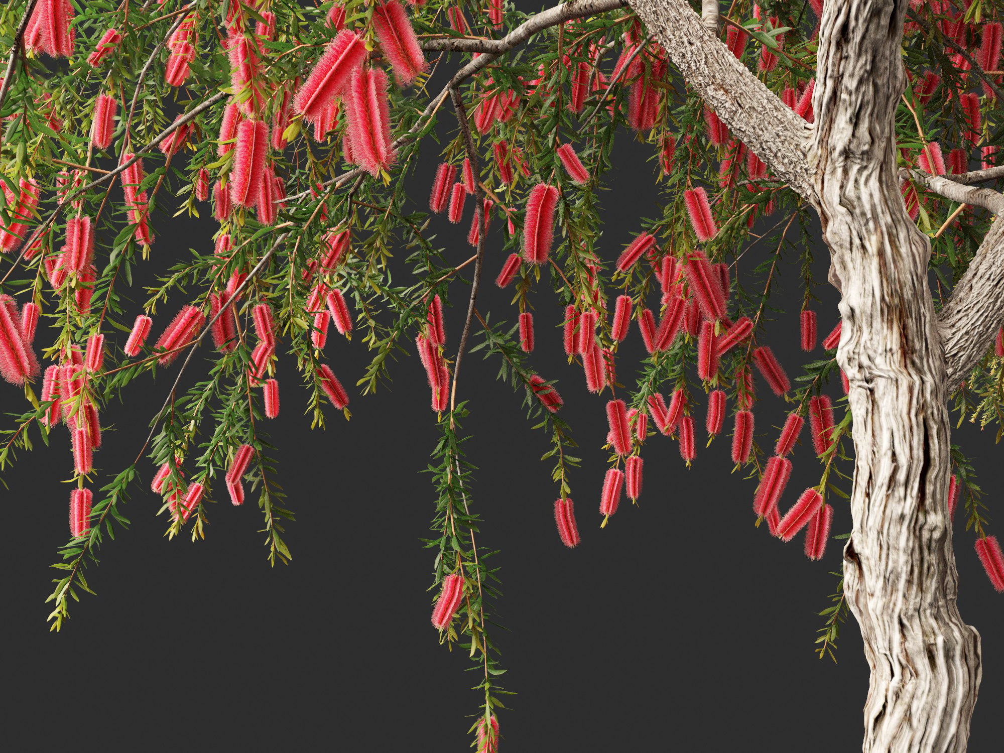 Callistemon endeavour - Bottlebrush 3D model_4