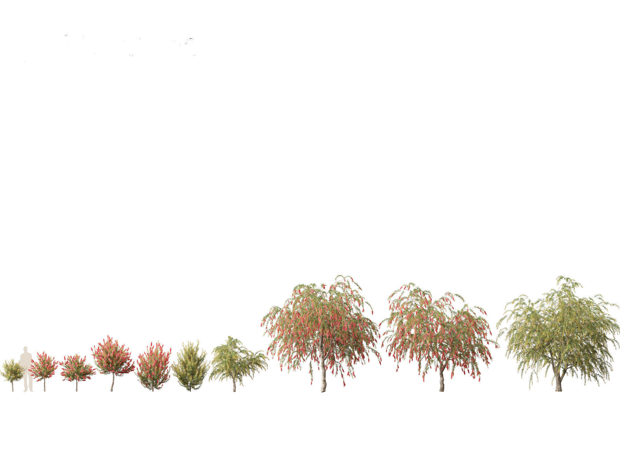 Callistemon endeavour - Bottlebrush 3D model_1