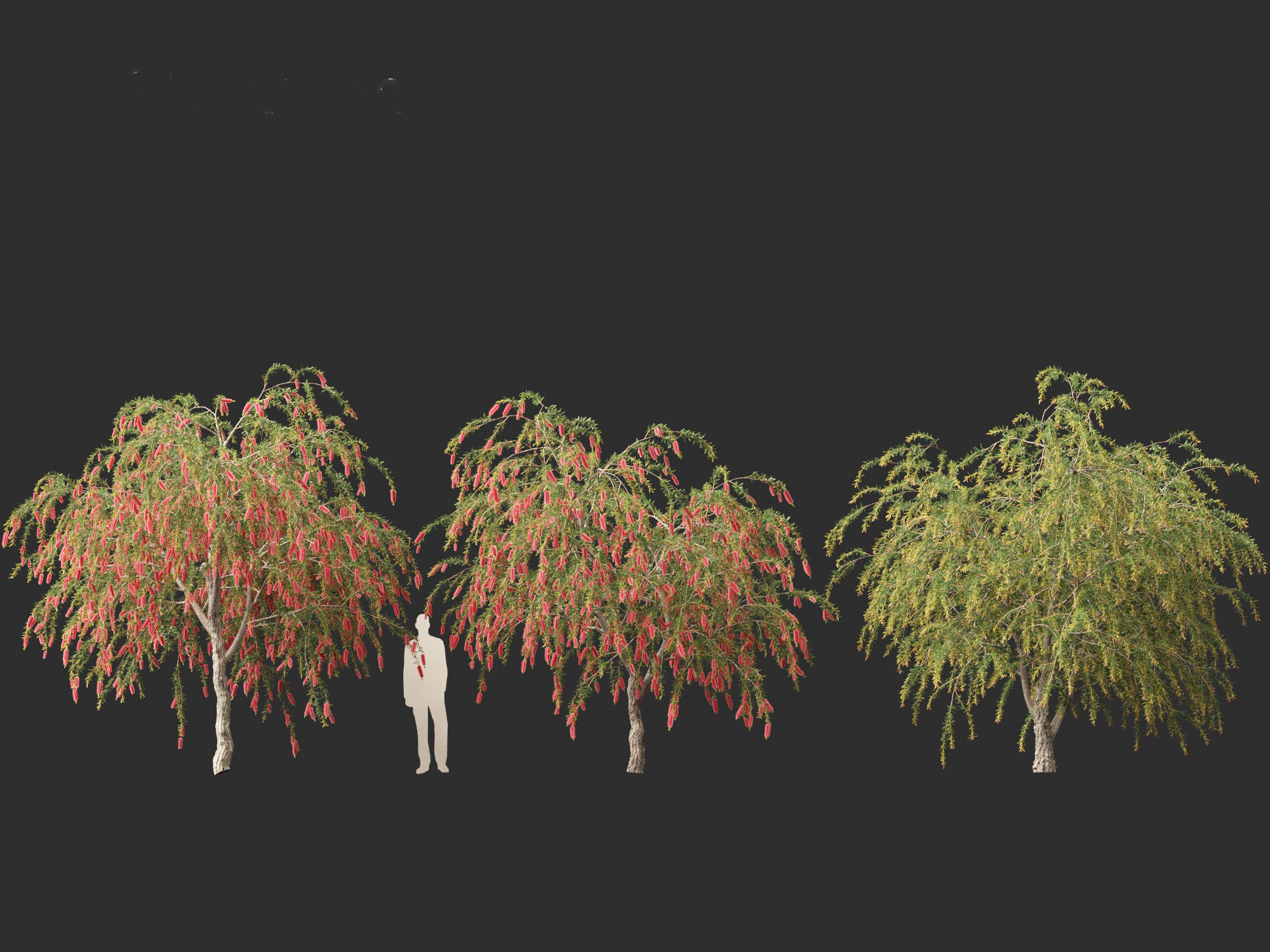Callistemon endeavour - Bottlebrush 3D model_11