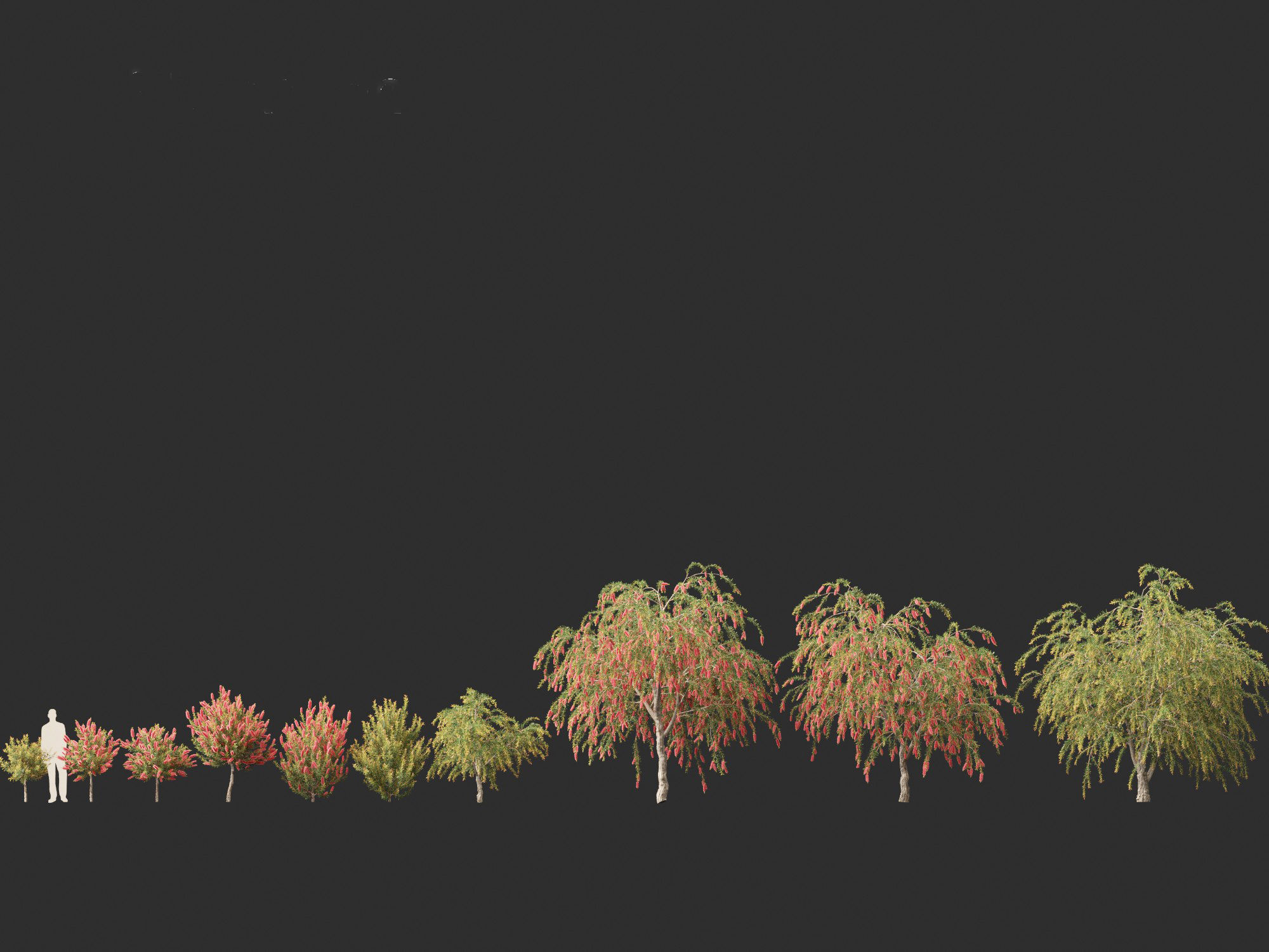 Callistemon endeavour - Bottlebrush 3D model_5