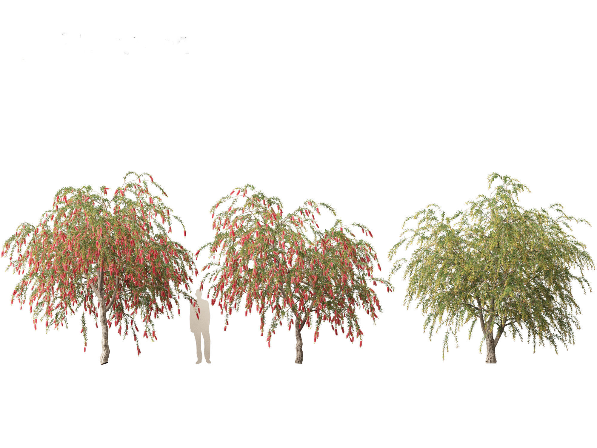Callistemon endeavour - Bottlebrush 3D model_10
