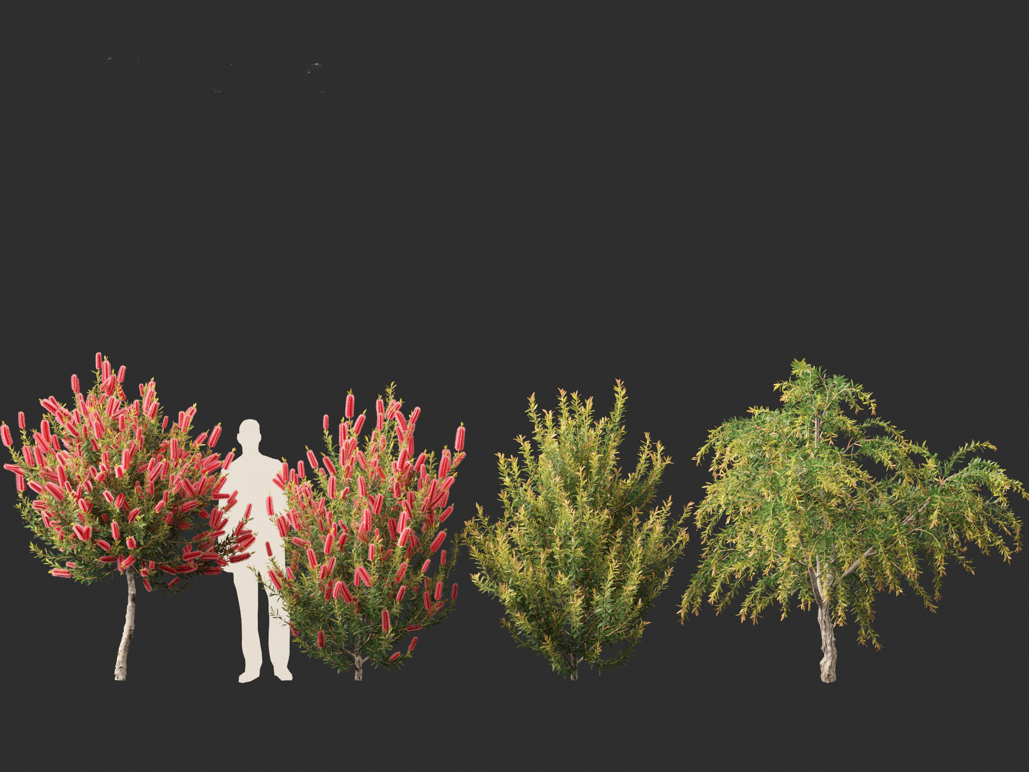 Callistemon endeavour - Bottlebrush 3D model_9