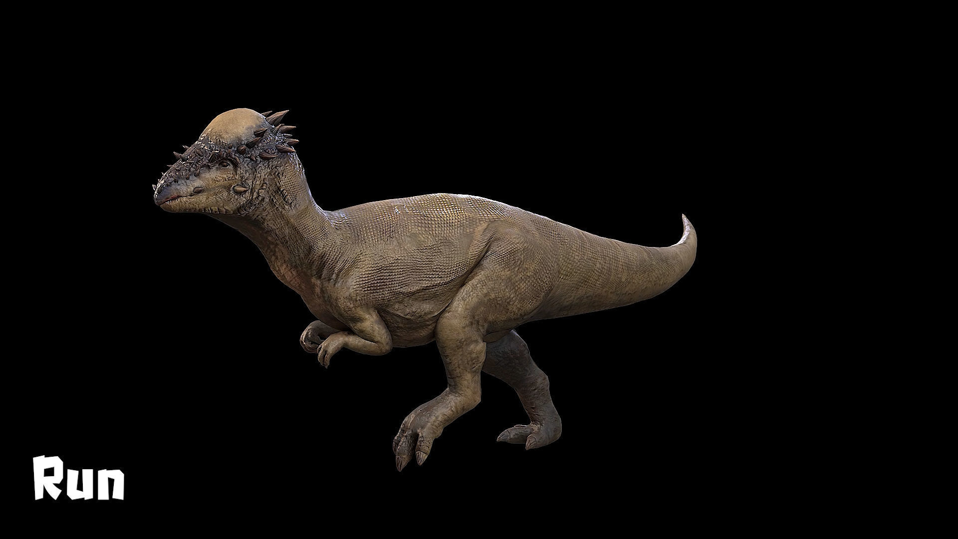 Pachycephalosaurus - Thick-Headed Lizard Low-poly 3D model_18